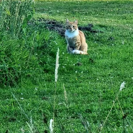 别墅 La D'aurel De 140m2, 2 Hectares De Nature
